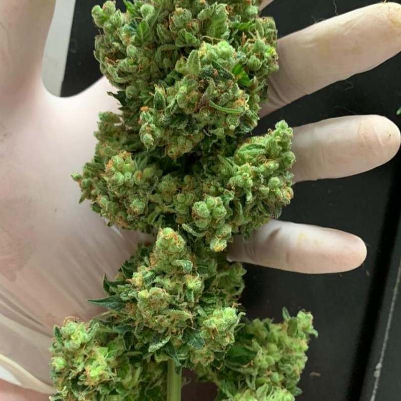 Cannabis Bud